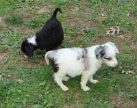 Eddie, a male Miniature Aussiedoodle for sale in Louisville, KY – Photo 3 of 6