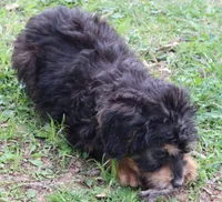Marie, a female Miniature Aussiedoodle for sale in Louisville, KY – Photo 2 of 6