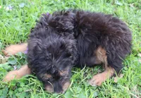 Marie, a female Miniature Aussiedoodle for sale in Louisville, KY – Photo 1 of 6