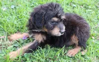 Marie, a female Miniature Aussiedoodle for sale in Louisville, KY – Photo 4 of 6