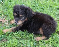 Marie, a female Miniature Aussiedoodle for sale in Louisville, KY – Photo 3 of 6