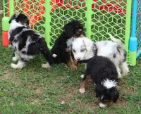 Marie, a female Miniature Aussiedoodle for sale in Louisville, KY – Photo 5 of 6
