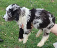 Jackman, a male Miniature Aussiedoodle for sale in Louisville, KY – Photo 3 of 10