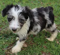 Jackman, a male Miniature Aussiedoodle for sale in Louisville, KY – Photo 6 of 10