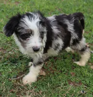 Jackman, a male Miniature Aussiedoodle for sale in Louisville, KY – Photo 9 of 10