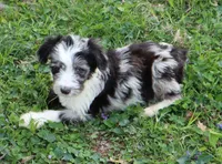 Jackman, a male Miniature Aussiedoodle for sale in Louisville, KY – Photo 5 of 10
