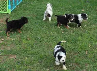 Jackman, a male Miniature Aussiedoodle for sale in Louisville, KY – Photo 10 of 10