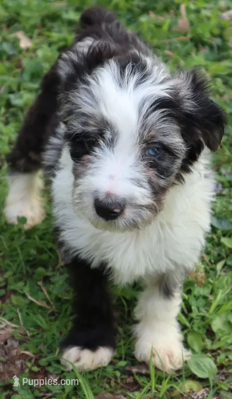 Jackman – Miniature Aussiedoodle puppy for sale in Louisville, KY