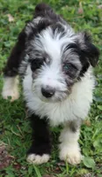 Jackman, a male Miniature Aussiedoodle for sale in Louisville, KY – Photo 1 of 10