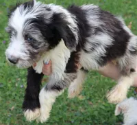 Jackman, a male Miniature Aussiedoodle for sale in Louisville, KY – Photo 4 of 10
