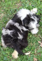 Jackman, a male Miniature Aussiedoodle for sale in Louisville, KY – Photo 8 of 10