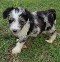 Jackman, a male Miniature Aussiedoodle for sale in Louisville, KY – Photo 7 of 10
