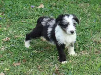 Jackman, a male Miniature Aussiedoodle for sale in Louisville, KY – Photo 2 of 10