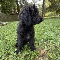 Baby, a female Aussiedoodle and Goldendoodle for sale in Louisville, KY – Photo 2 of 4