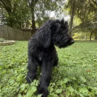 Baby, a female Aussiedoodle and Goldendoodle for sale in Louisville, KY – Photo 3 of 4