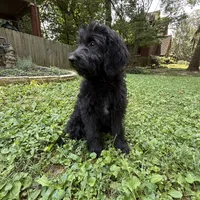 Baby, a female Aussiedoodle and Goldendoodle for sale in Louisville, KY – Photo 4 of 4