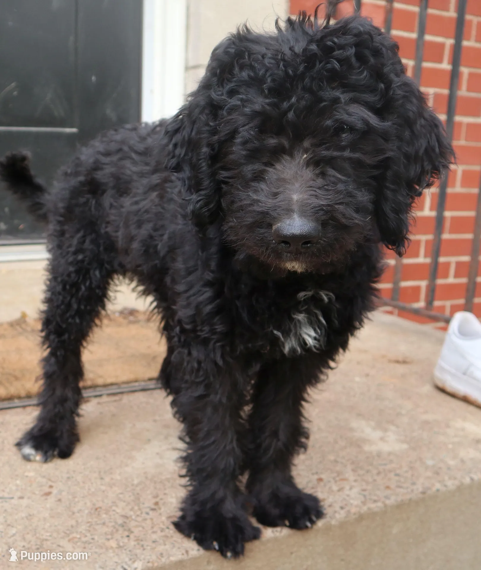 Polo, a male Goldendoodle for sale in Louisville, KY – Photo 5 of 8