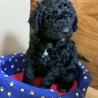 Polo, a male Goldendoodle for sale in Louisville, KY – Photo 8 of 8