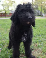 Polo, a male Goldendoodle for sale in Louisville, KY – Photo 2 of 8