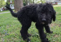 Polo, a male Goldendoodle for sale in Louisville, KY – Photo 7 of 8