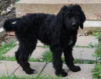 Polo, a male Goldendoodle for sale in Louisville, KY – Photo 6 of 8