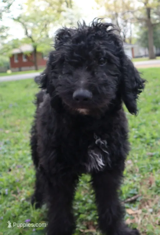 Polo – Goldendoodle puppy for sale in Louisville, KY
