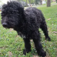 Polo, a male Goldendoodle for sale in Louisville, KY – Photo 3 of 8