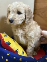 processed/63f31034-95a7-49aa-908e-6b2ce0b370e0/listing/f0974e36-ffc8-4cae-9173-b9d4fb9bbf44/1938ddfd-7669-40b8-a7bf-2244e4a83acd