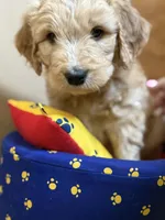 processed/63f31034-95a7-49aa-908e-6b2ce0b370e0/listing/f0974e36-ffc8-4cae-9173-b9d4fb9bbf44/9b9c4cc1-c637-43e9-881a-25d6e7fc13b0