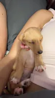 Millie, a female Poodle - Miniature  and Miniature Dachshund for sale in Muscle Shoals, AL – 3 of 3
