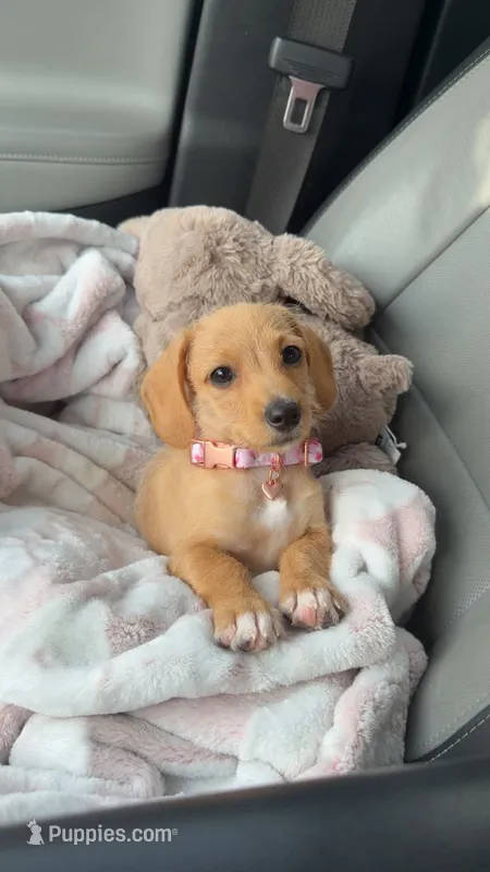 Millie – Poodle - Miniature , Miniature Dachshund puppy for sale in Muscle Shoals, AL