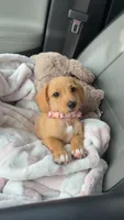 Millie, a female Poodle - Miniature  and Miniature Dachshund for sale in Muscle Shoals, AL – 1 of 3