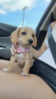 Millie, a female Poodle - Miniature  and Miniature Dachshund for sale in Muscle Shoals, AL – 2 of 3