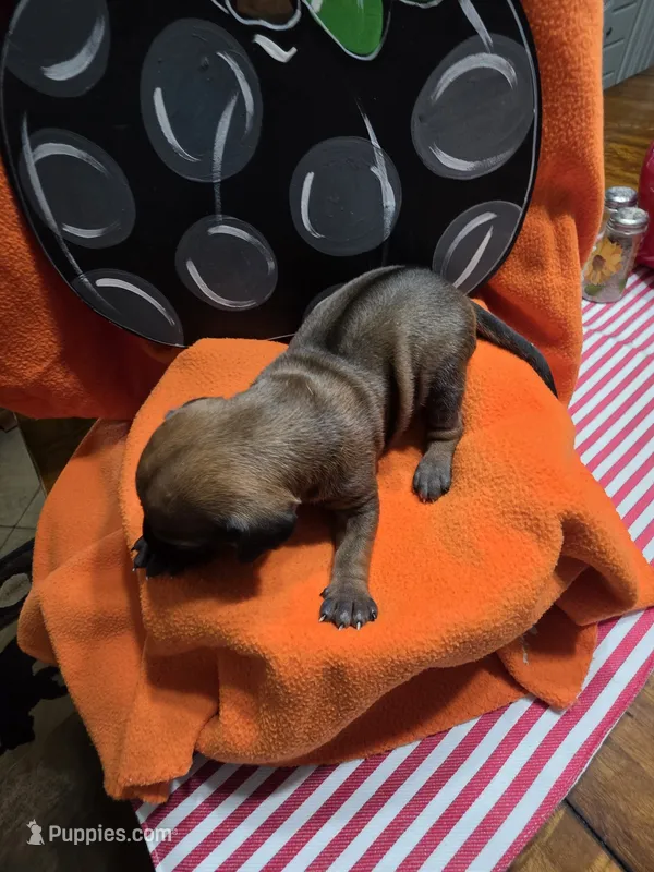 "Simon" – Rhodesian Ridgeback puppy for sale in Childersburg, AL