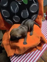 "Simon", a male Rhodesian Ridgeback for sale in Childersburg, AL – 1 of 3