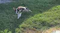 Lucille #3, a male Catahoula Leopard Dog for sale in Childersburg, AL – 4 of 5