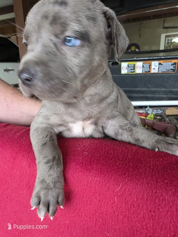 Loretta one – Catahoula Leopard Dog puppy for sale in Childersburg, AL