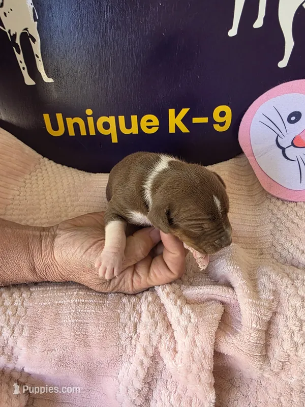 Female six Wilma  – Catahoula Leopard Dog puppy for sale in Childersburg, AL