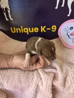 Female six Wilma , a female Catahoula Leopard Dog for sale in Childersburg, AL – Photo 1 of 3