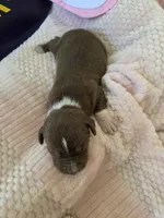 Female six Wilma , a female Catahoula Leopard Dog for sale in Childersburg, AL – Photo 2 of 3