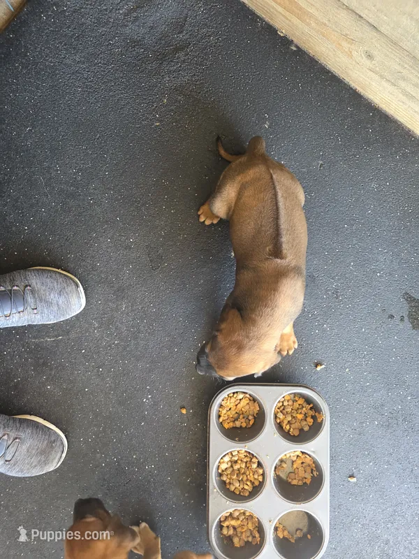 "Theodore " – Rhodesian Ridgeback puppy for sale in Childersburg, AL