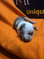 Female five Lucille , a female Catahoula Leopard Dog for sale in Childersburg, AL – 4 of 4