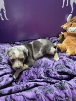 Female five Lucille , a female Catahoula Leopard Dog for sale in Childersburg, AL – 3 of 4