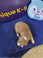 Male two, a male Catahoula Leopard Dog for sale in Childersburg, AL – Photo 3 of 4