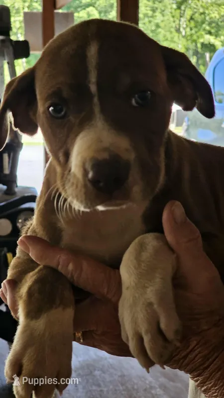 Male two Wilma  – Catahoula Leopard Dog puppy for sale in Childersburg, AL