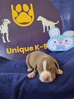 Male two, a male Catahoula Leopard Dog for sale in Childersburg, AL – Photo 2 of 4