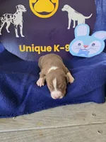 Male two, a male Catahoula Leopard Dog for sale in Childersburg, AL – Photo 4 of 4