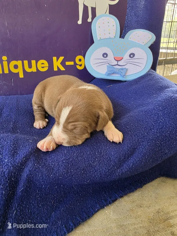 Male two – Catahoula Leopard Dog puppy for sale in Childersburg, AL