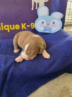 Male two, a male Catahoula Leopard Dog for sale in Childersburg, AL – Photo 1 of 4