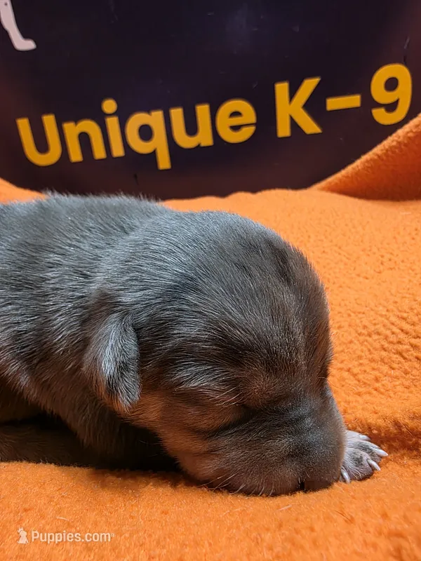 Male one Lucille  – Catahoula Leopard Dog puppy for sale in Childersburg, AL